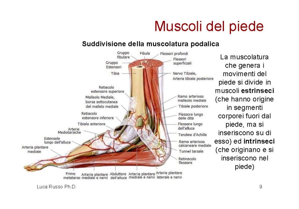MuscolaturaPiede_Pagina_1