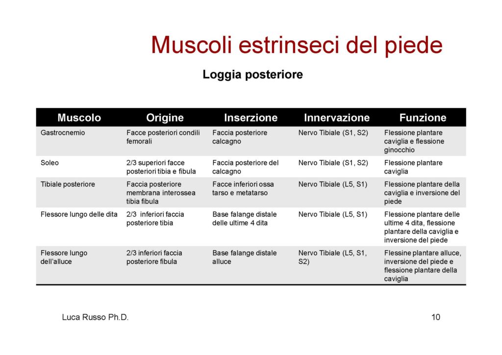 MuscolaturaPiede_Pagina_2