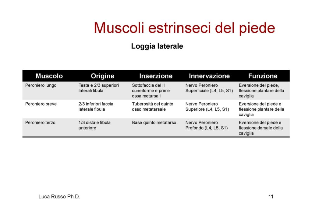 MuscolaturaPiede_Pagina_3