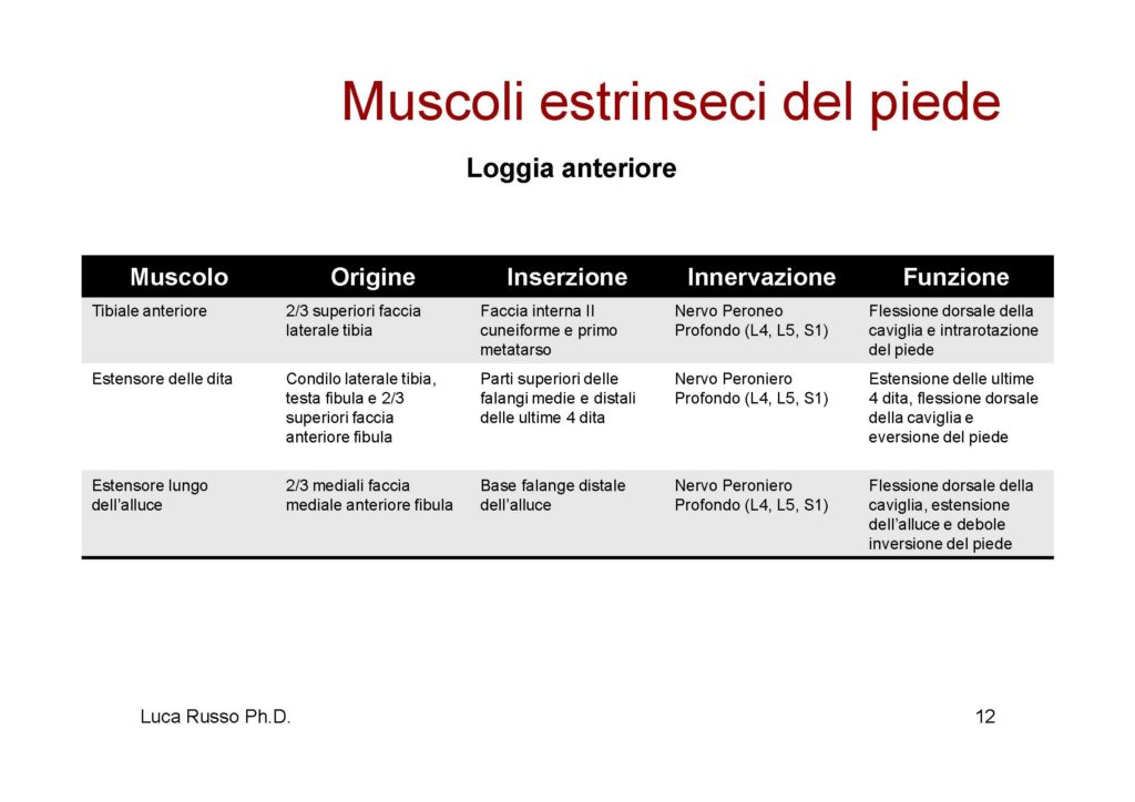 MuscolaturaPiede_Pagina_4